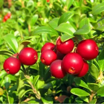 Брусника садовая РЕД ПЕРЛ в Молодечно