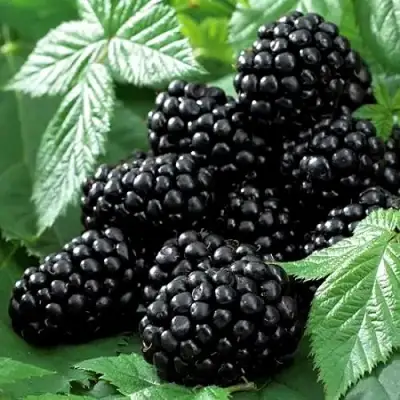 Ежевика БЛЭК БЬЮТИ в Молодечно