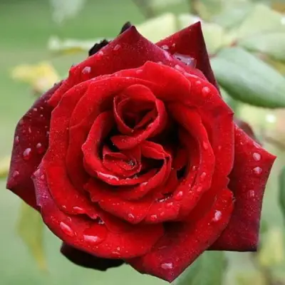 Роза ТАБУ чайно-гибридная в Молодечно