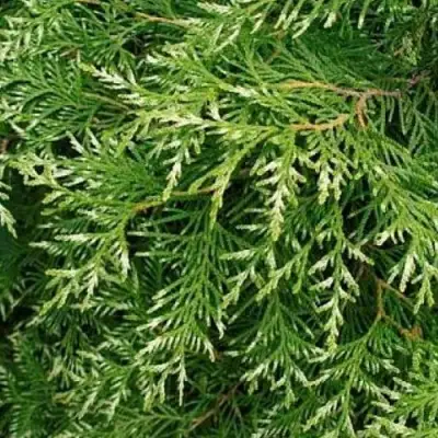 Туя СМАРАГД ВАРИЕГАТА западная в Молодечно