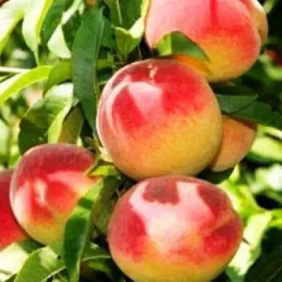 Персик НОВОСЕЛКОВСКИЙ в Молодечно