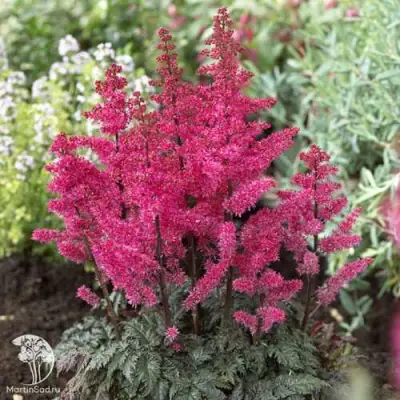Астильба МУЛЕН РУЖ курчавая в Молодечно