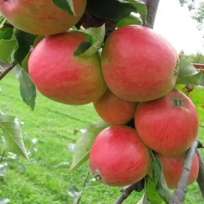 Яблоня ПИККОЛО в Молодечно
