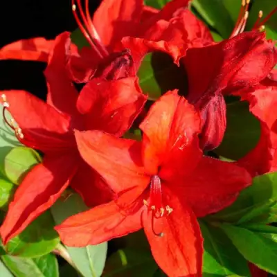 Азалия НАБУКО листопадная в Молодечно