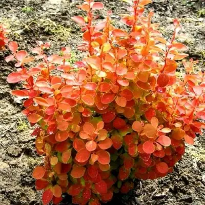 Барбарис ОРАНЖ ФАЙЕР тунберга в Молодечно