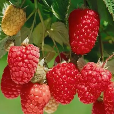 Малина ХИМБО-ТОП в Молодечно