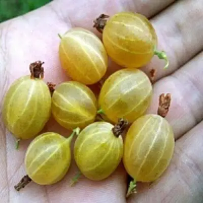 Крыжовник ЯРОВОЙ в Молодечно