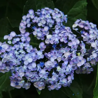 Гортензия АИША крупнолистная  в Молодечно