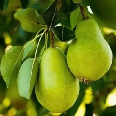 Груша СЕВЕРЯНКА колонновидная в Молодечно