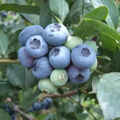 Голубика БЛЮЭТТА в Молодечно