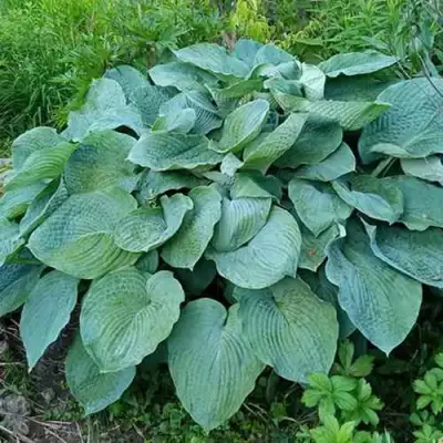 Хоста ЭЛЕГАНС Зибольда в Молодечно