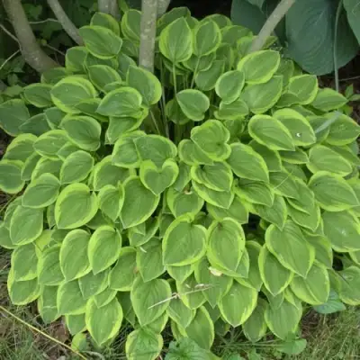 Хоста ГОЛДЕН ТИАРА в Молодечно