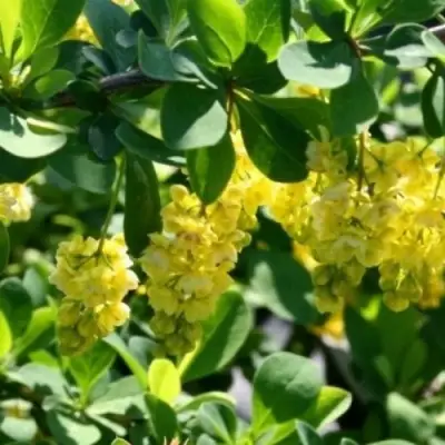 Барбарис ИНДИАН САММЕР  в Молодечно