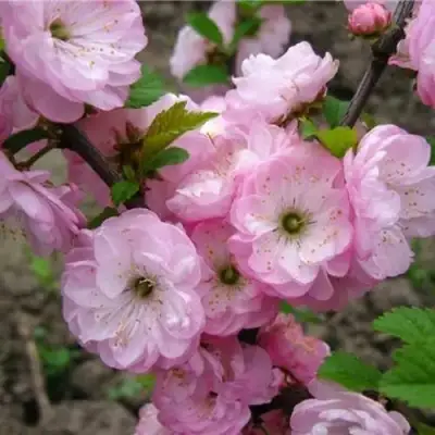 Миндаль ТРЁХЛОПАСТНЫЙ (луизеания) в Молодечно