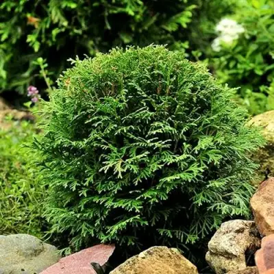 Туя ДАНИКА западная в Молодечно