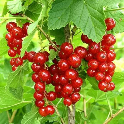 Смородина красная ФЕРТОДИ в Молодечно