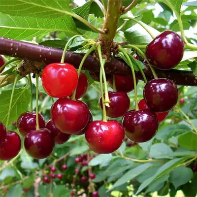 Вишня БРУСНИЦЫНА степная в Молодечно