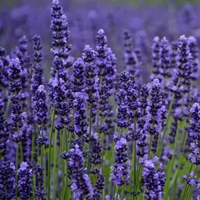 Лаванда МАНСТЕД узколистная в Молодечно