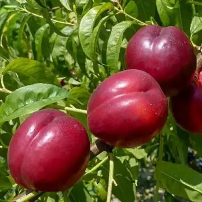 Нектарин БИГ-ТОП в Молодечно