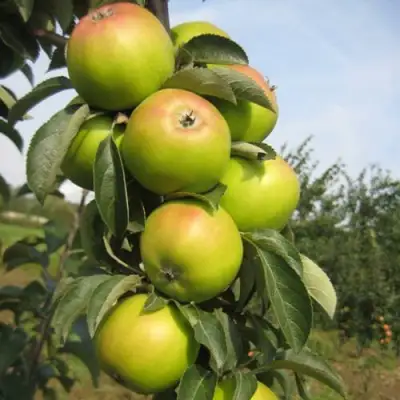 Яблоня ЛУКОМОР колонновидная в Молодечно