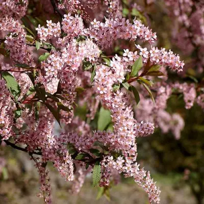 Черемуха НЕЖНОСТЬ в Молодечно