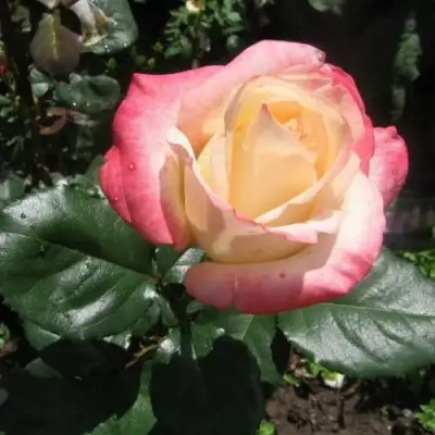 Роза БЕЛА ПЕРЛА чайно-гибридная в Молодечно