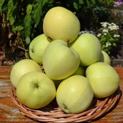 Яблоня ПАПИРОВКА в Молодечно