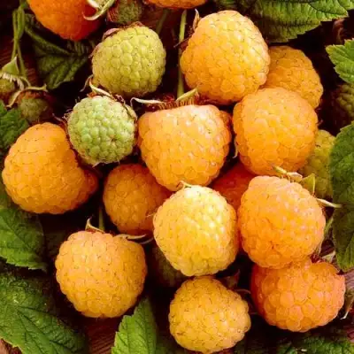 Малина ЗОЛОТЫЕ КУПОЛА в Молодечно