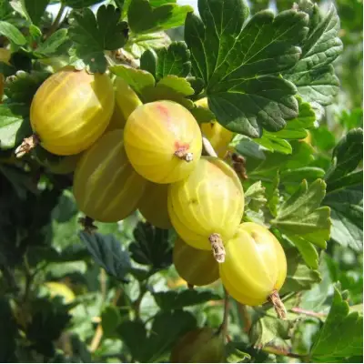 Крыжовник БЕРИЛЛ в Молодечно