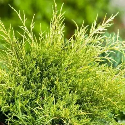 Можжевельник ОЛД ГОЛД средний в Молодечно