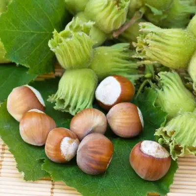 Фундук КРЕПКИЙ ОРЕШЕК в Молодечно