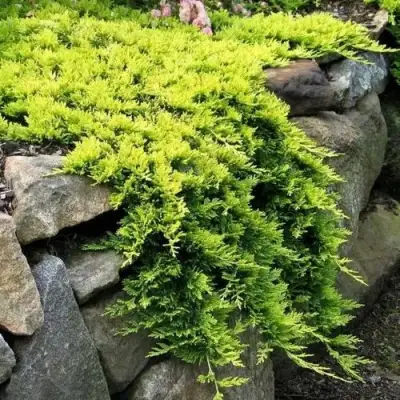 Можжевельник ГОЛДЕН КАРПЕТ горизонтальный  в Молодечно