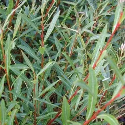 Ива НАНА пурпурная в Молодечно