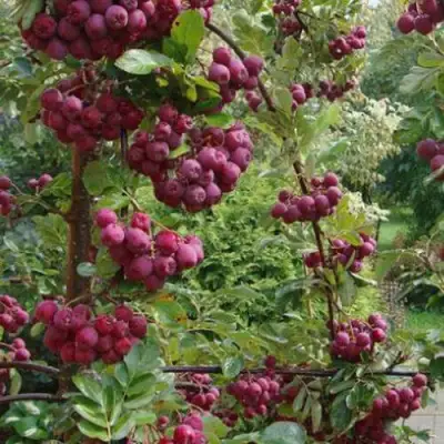 Рябина ДЕСЕРТНАЯ МИЧУРИНА сладкоплодная в Молодечно