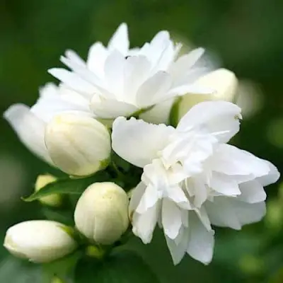 Жасмин ШНЕЕШТРУМ в Молодечно