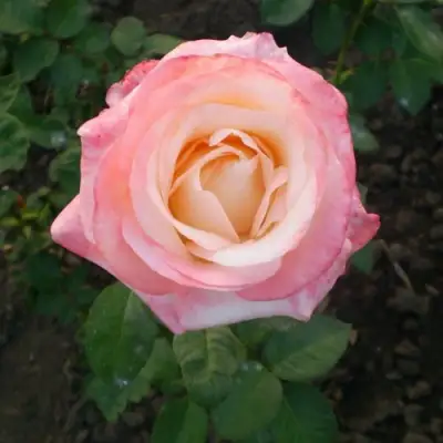 Роза БЕЛА ПЕРЛА чайно-гибридная в Молодечно