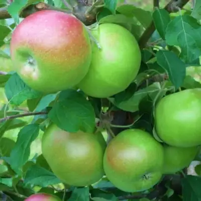 Яблоня НАВАВИТА в Молодечно