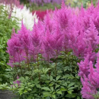 Астильба АМЕТИСТ Арендса в Молодечно