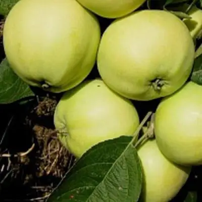 Яблоня ПАПИРОВКА в Молодечно