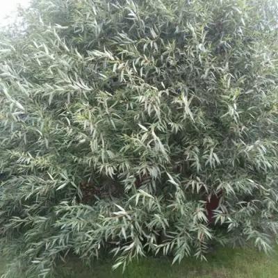 Ива СЕРЕБРИСТАЯ в Молодечно