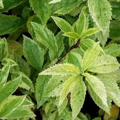 Форзиция ЛЕДНОГОРА промежуточная в Молодечно