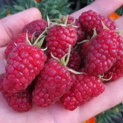 Малина МОСКОВСКИЙ ВЕЛИКАН в Молодечно