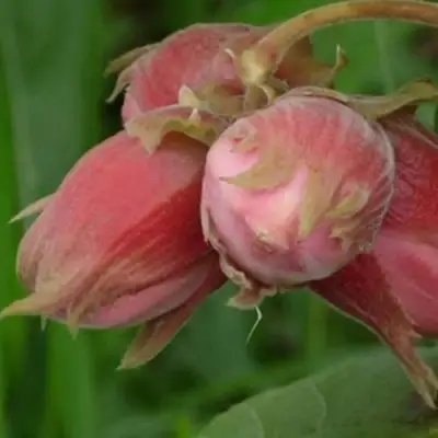 Фундук АКАДЕМИК ЯБЛОКОВ в Молодечно