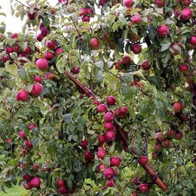 Яблоня ЛОБО в Молодечно