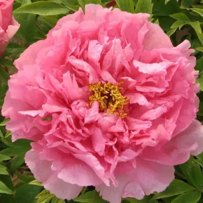 Пион СЕРЕБРИСТЫЙ РУЧЕЙ древовидный в Молодечно