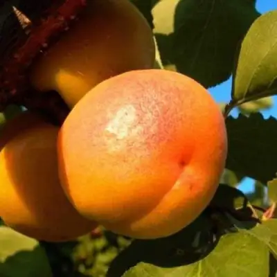 Абрикос СПАДЧЫНА в Молодечно