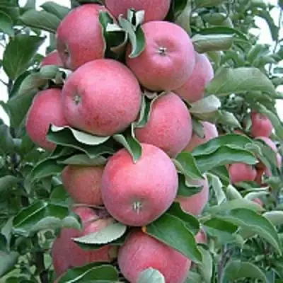 Яблоня АНТЕЙ КИЕВСКИЙ колонновидная в Молодечно