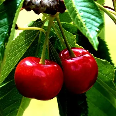 Вишня НИКА в Молодечно