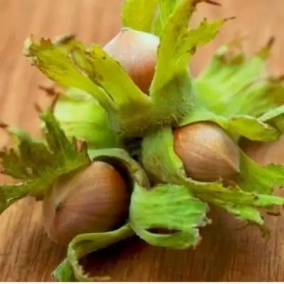 Фундук ГИГАНТ ТАМБОВСКИЙ в Молодечно