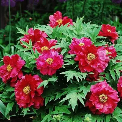 Пион КРАСНЫЙ ЛОТОС древовидный в Молодечно